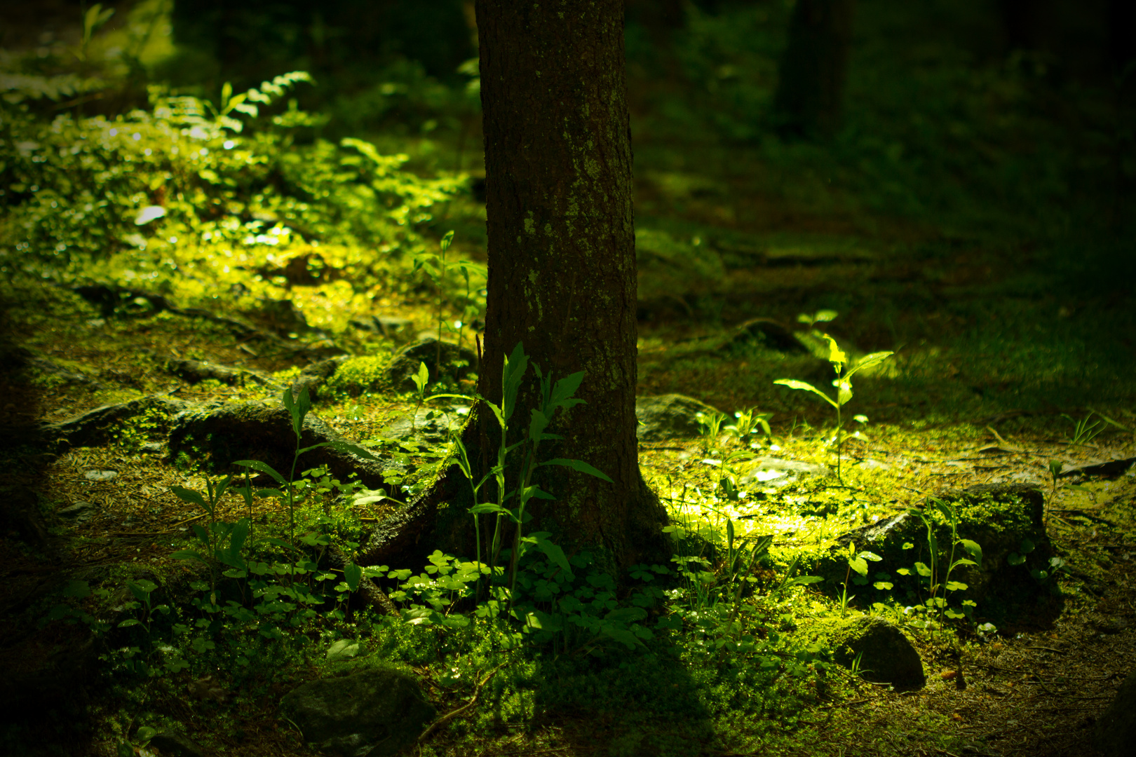 Die kleine Lichtung im Wald