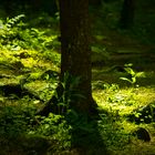 Die kleine Lichtung im Wald