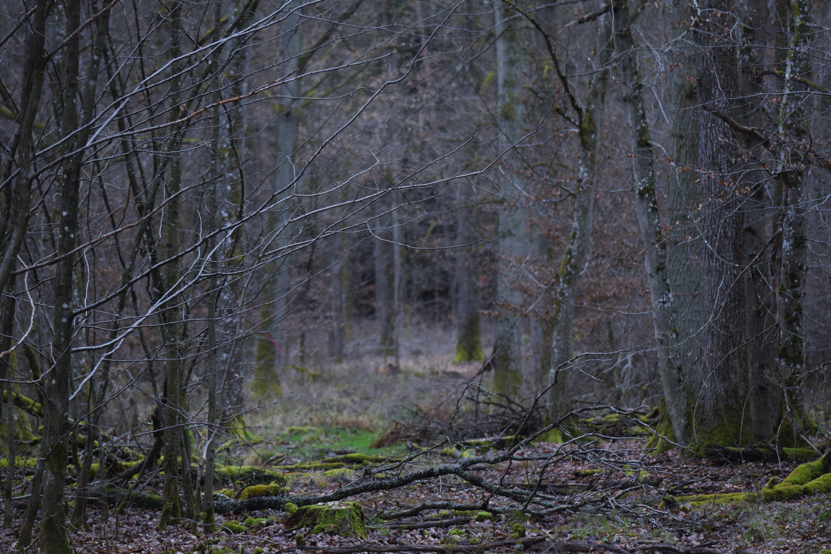 Die kleine Lichtung im Wald .......