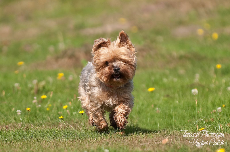 die kleine Maja in Action