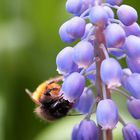 Die Kleine Mauerbiene....