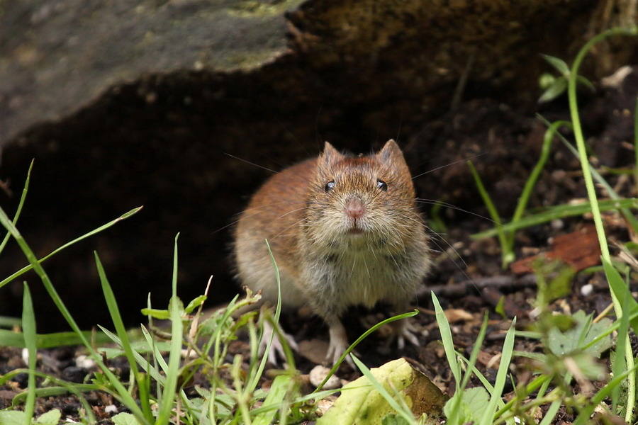 Die kleine Maus...