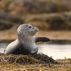 die kleine Meerjungfrau