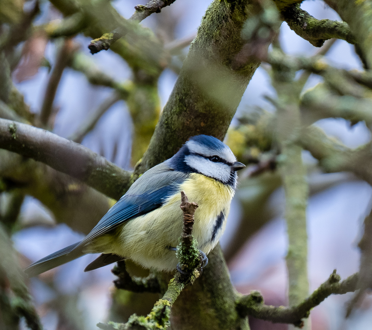 Die kleine Meise zu Besuch