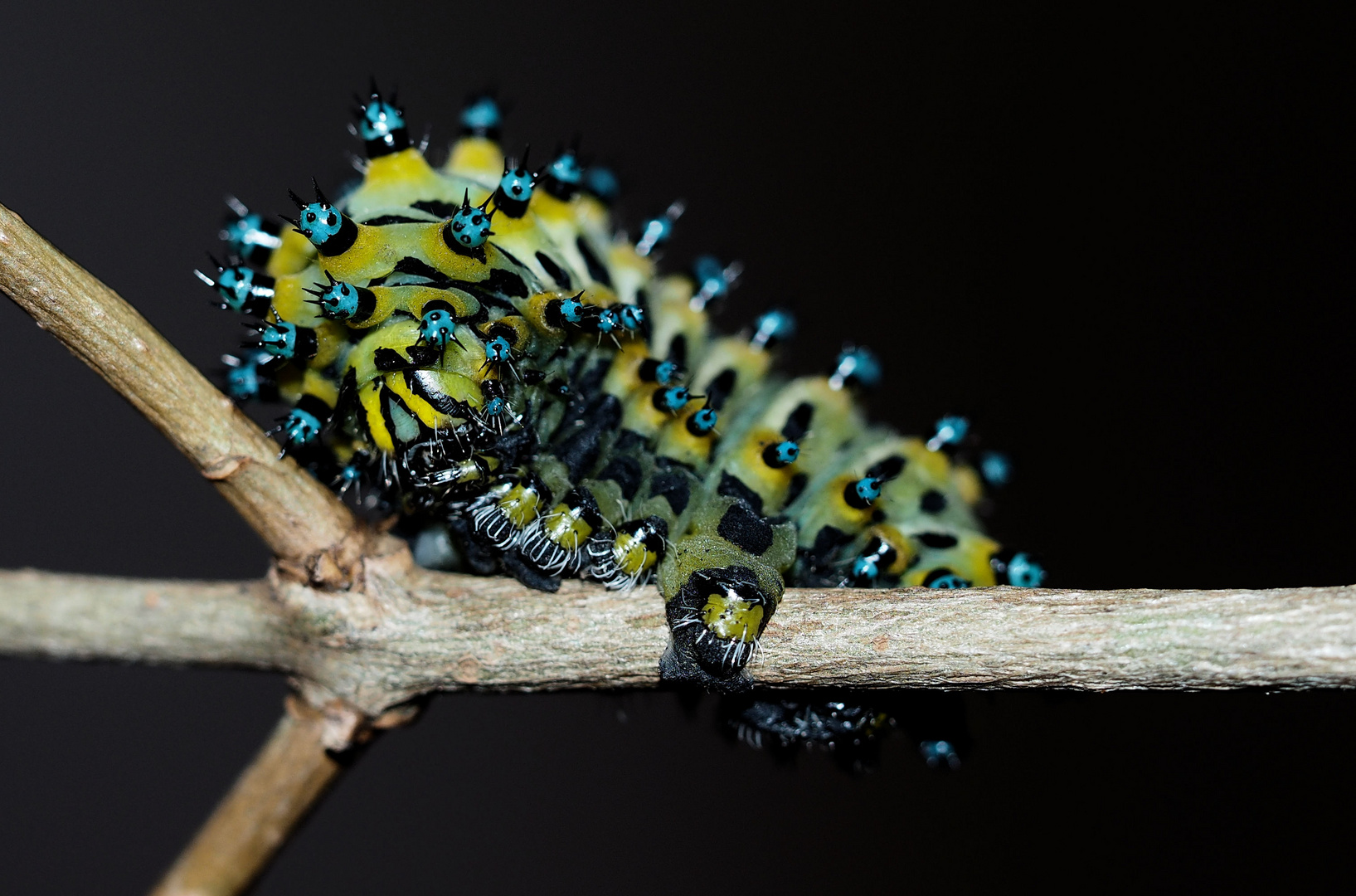 Die Kleine mit den blauen Punkten...