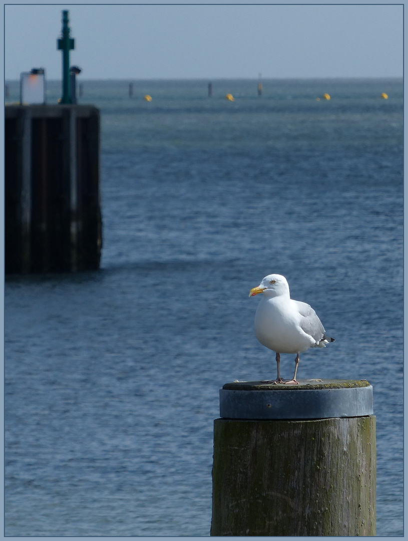 die kleine Möwe und das weite Meer