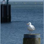 die kleine Möwe und das weite Meer