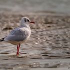 die kleine Möwe von der Nordsee