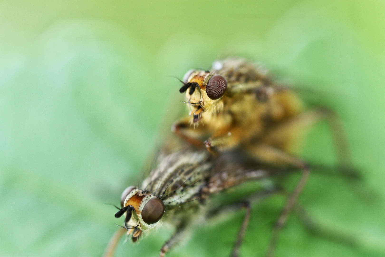 Die kleine Monster "Dungfliege"