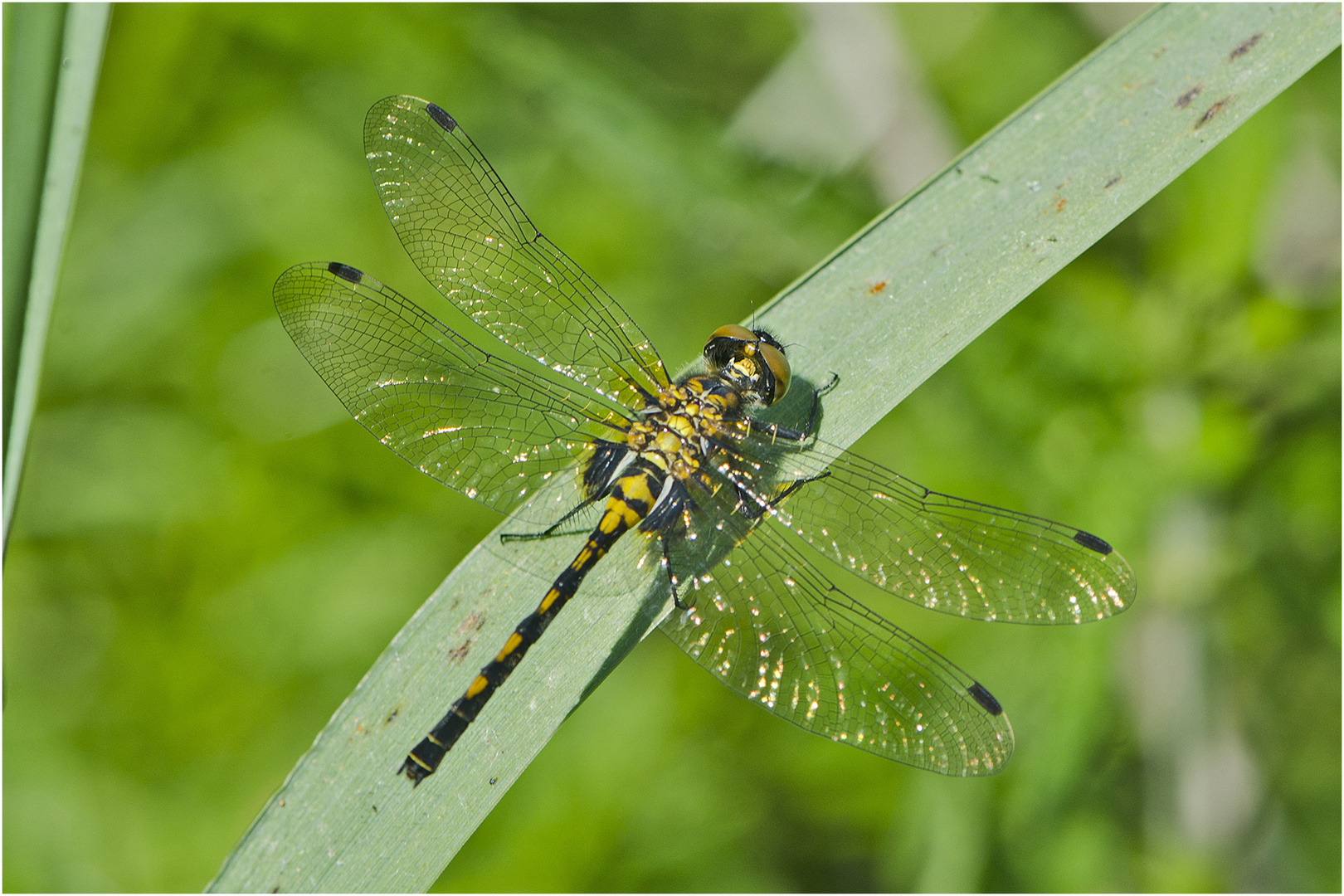 Die Kleine Moosjungfer (Leucorrhinia dubia), . . . 