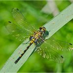 Die Kleine Moosjungfer (Leucorrhinia dubia), . . . 