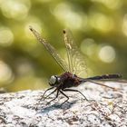 Die Kleine Moosjungfer (Leucorrhinia dubia) Männchen