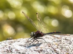 Die Kleine Moosjungfer (Leucorrhinia dubia) Männchen