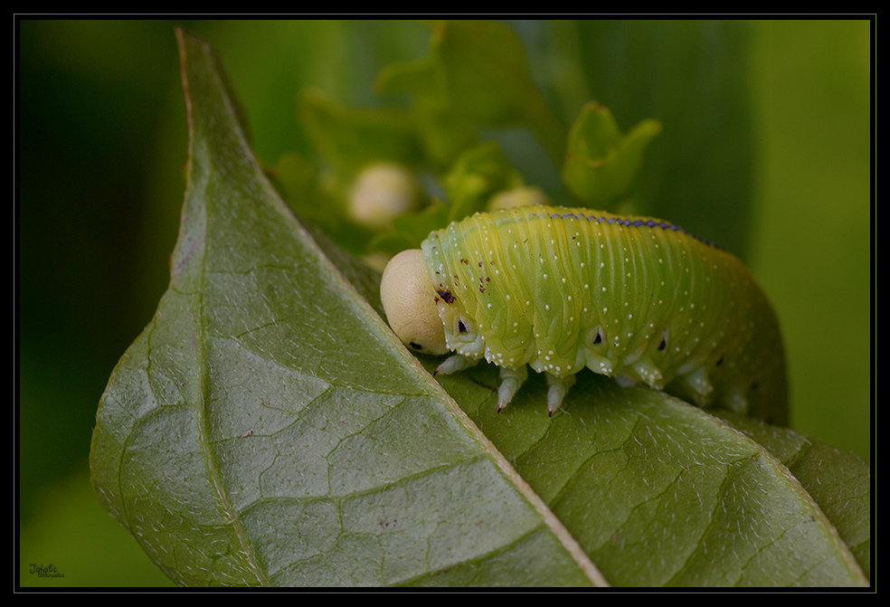 Die kleine müde Raupe Nimmersatt