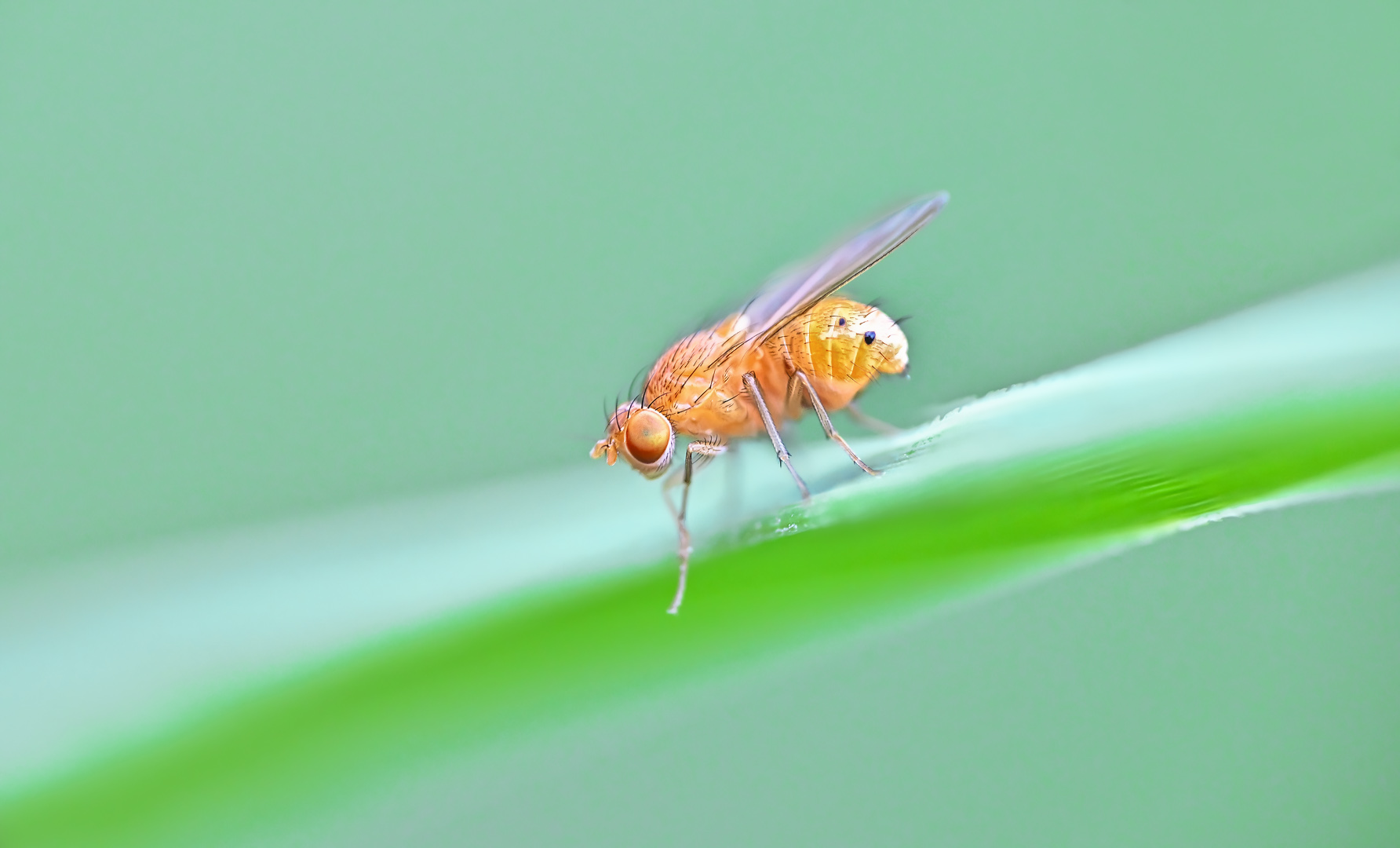 die kleine niedliche fliege hat 2 schönheits flecken ...