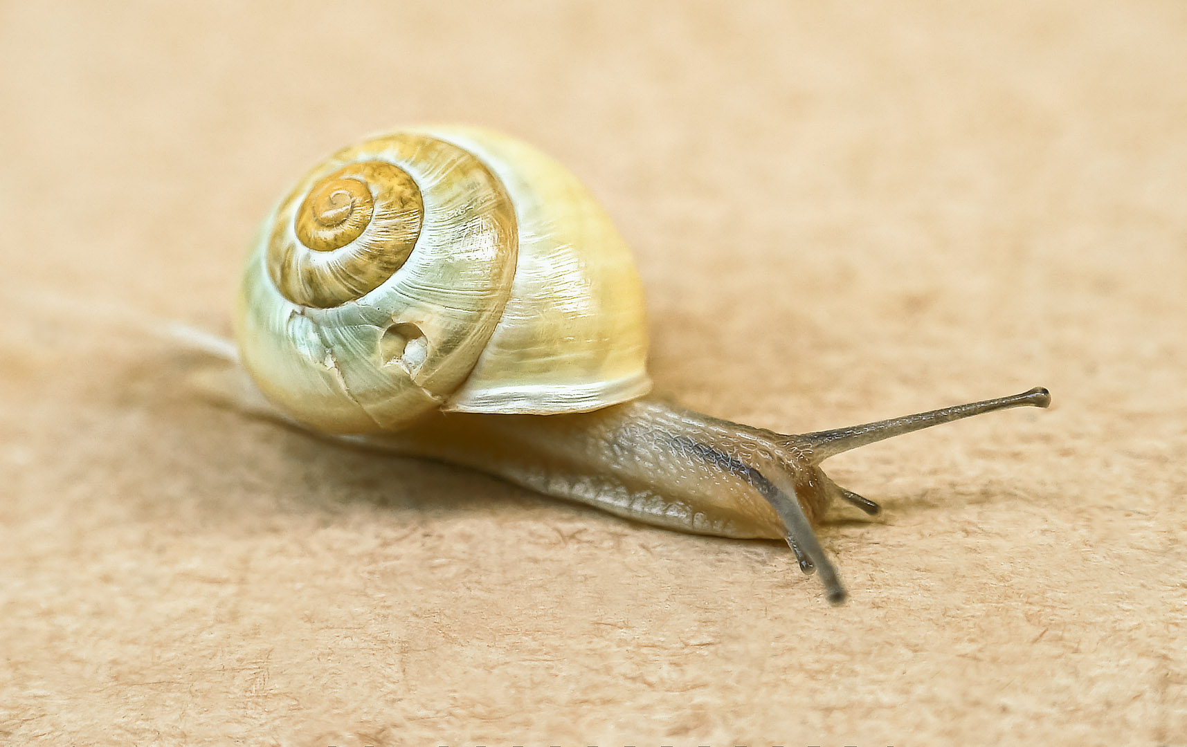 die kleine niedliche schnecke sucht einen beulen doktor ...