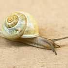 die kleine niedliche schnecke sucht einen beulen doktor ...