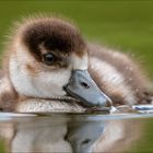 Die kleine Nilgans