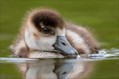 Die kleine Nilgans