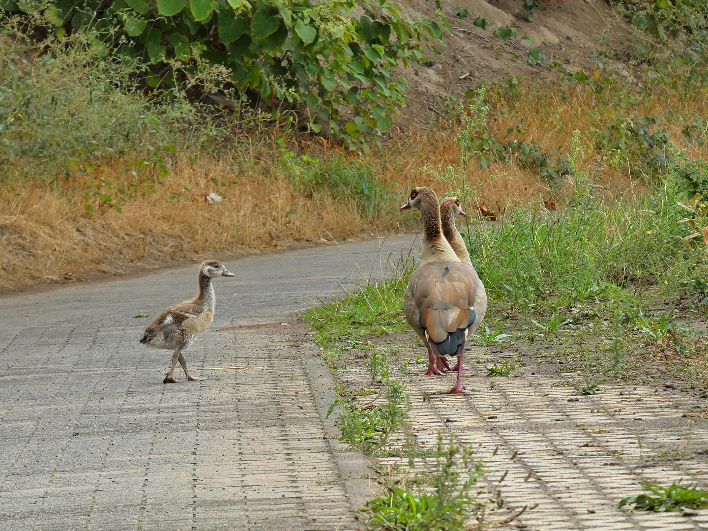 Die kleine Nilgans