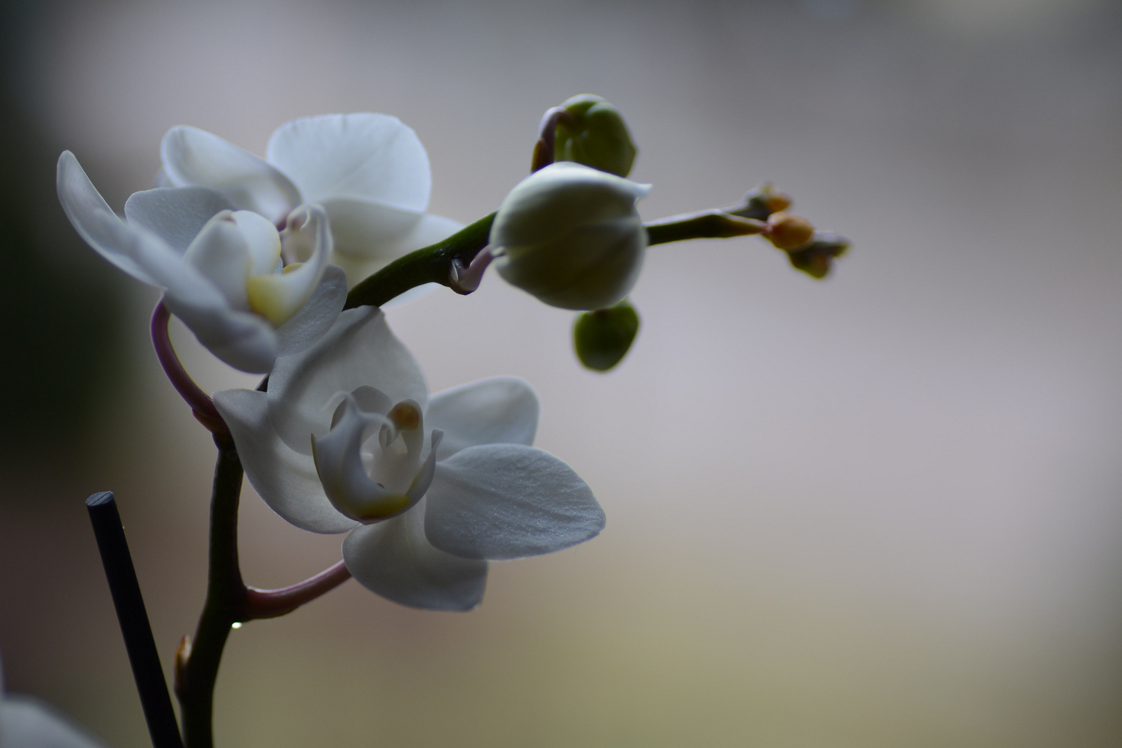 Die kleine Orchidee