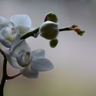 Die kleine Orchidee