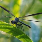 Die kleine Prachtlibelle hat sich tief im Gras  versteckt und versucht die Flügel zu trocknen 