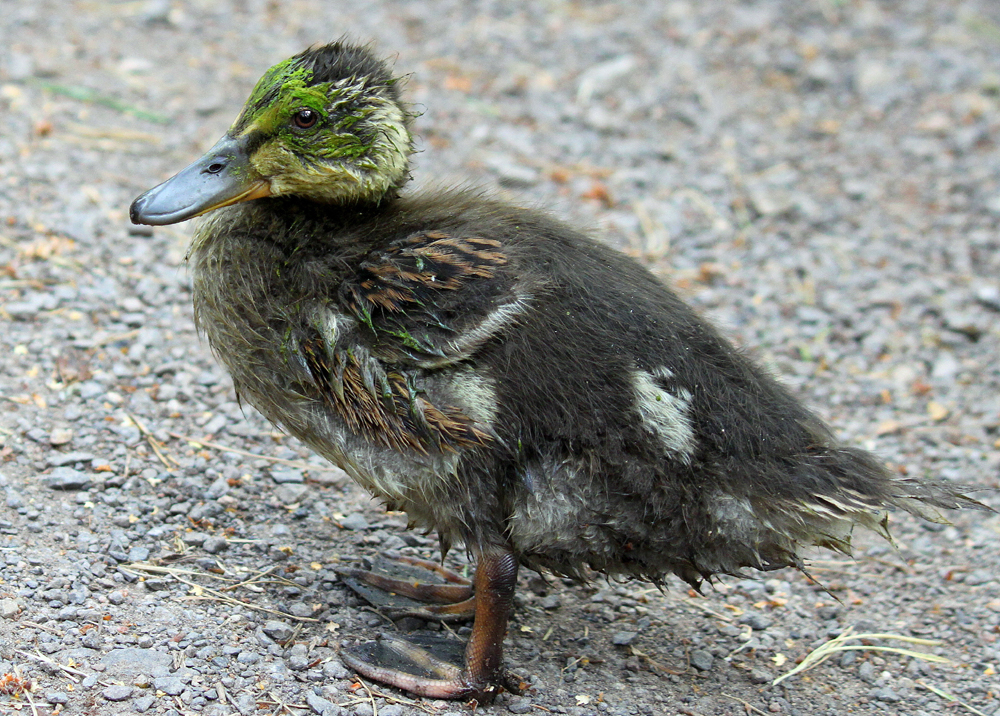 Die kleine Punker-Ente