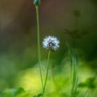 Die kleine Pusteblume