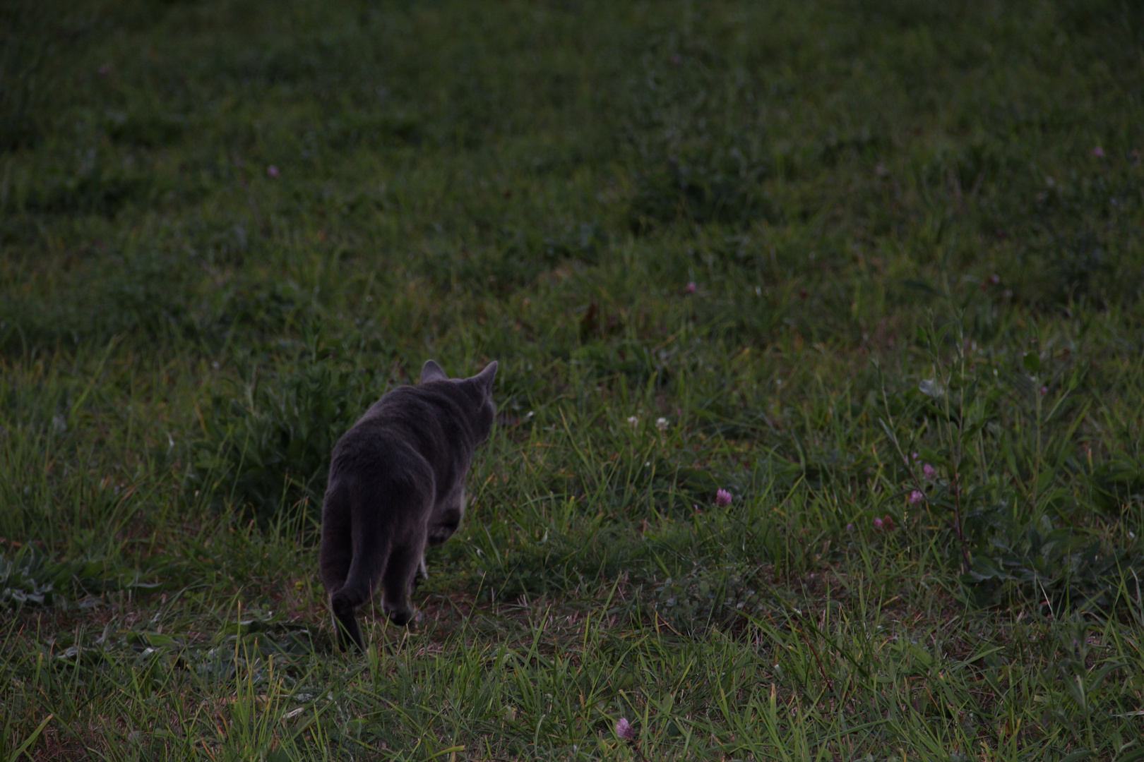 Die kleine Raubkatze