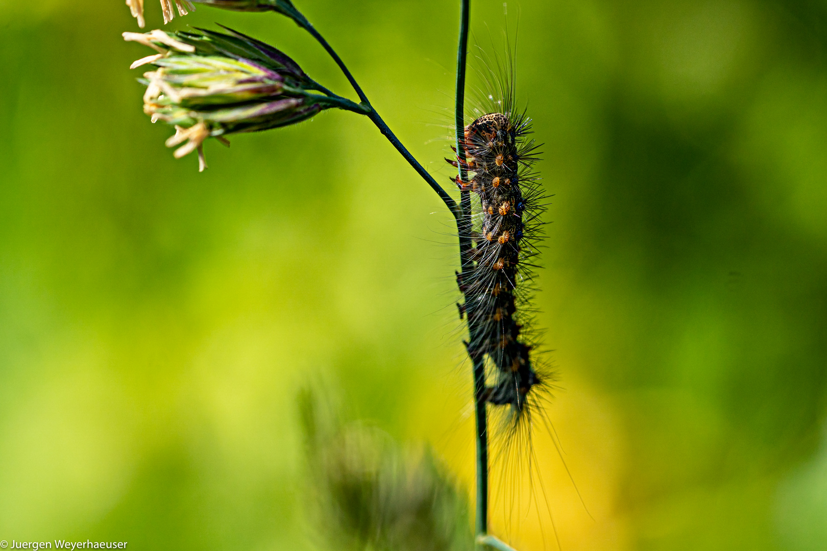 Die kleine Raupe