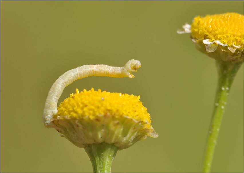 Die kleine Raupe ...