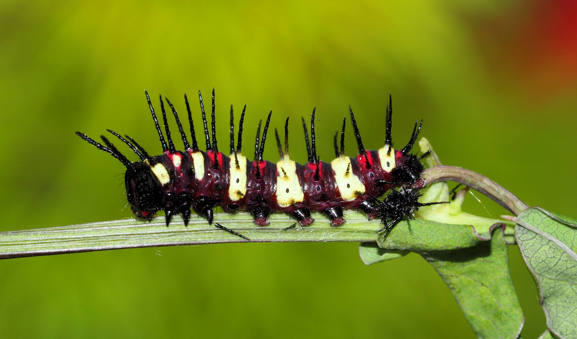 Die kleine Raupe.... Foto & Bild | natur, insekten, tiere Bilder auf