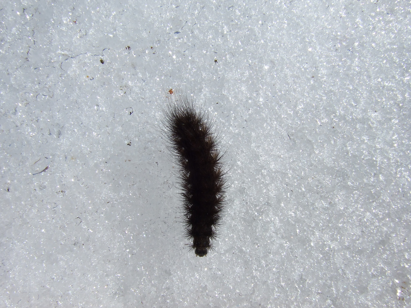 Die kleine Raupe auf dem Schnee