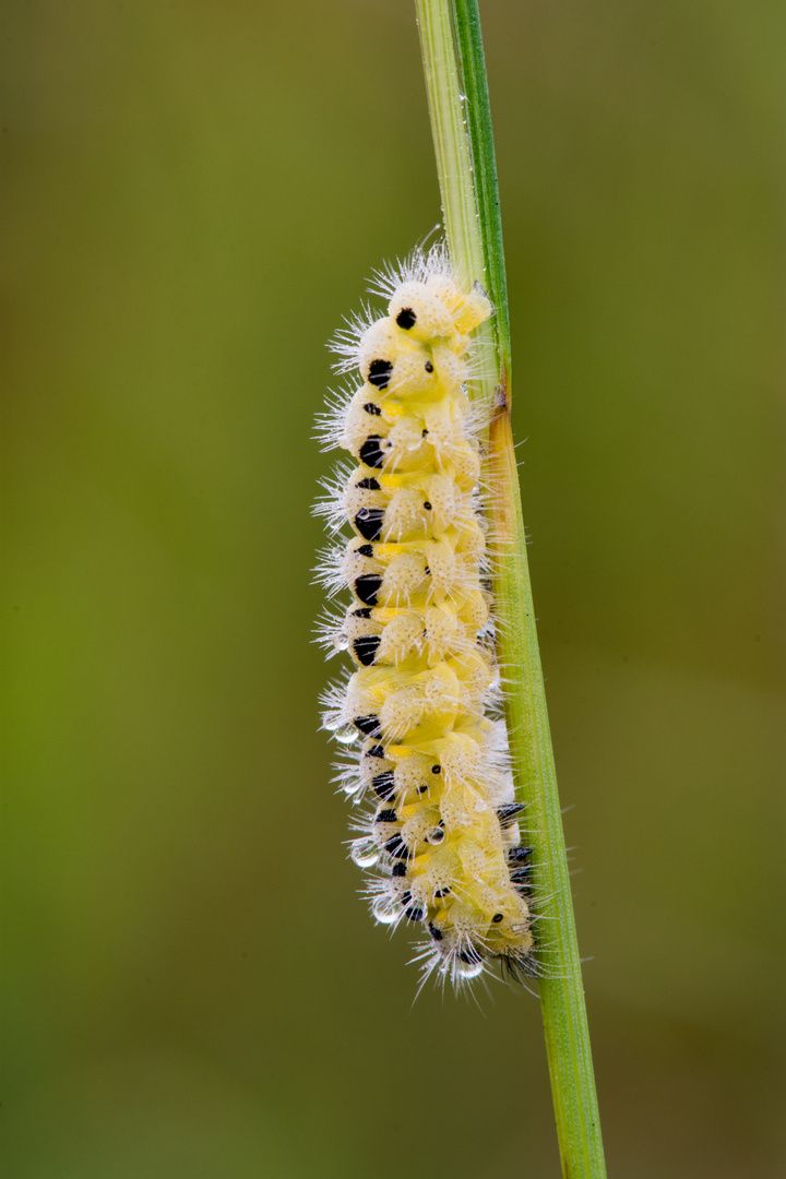 Die kleine Raupe