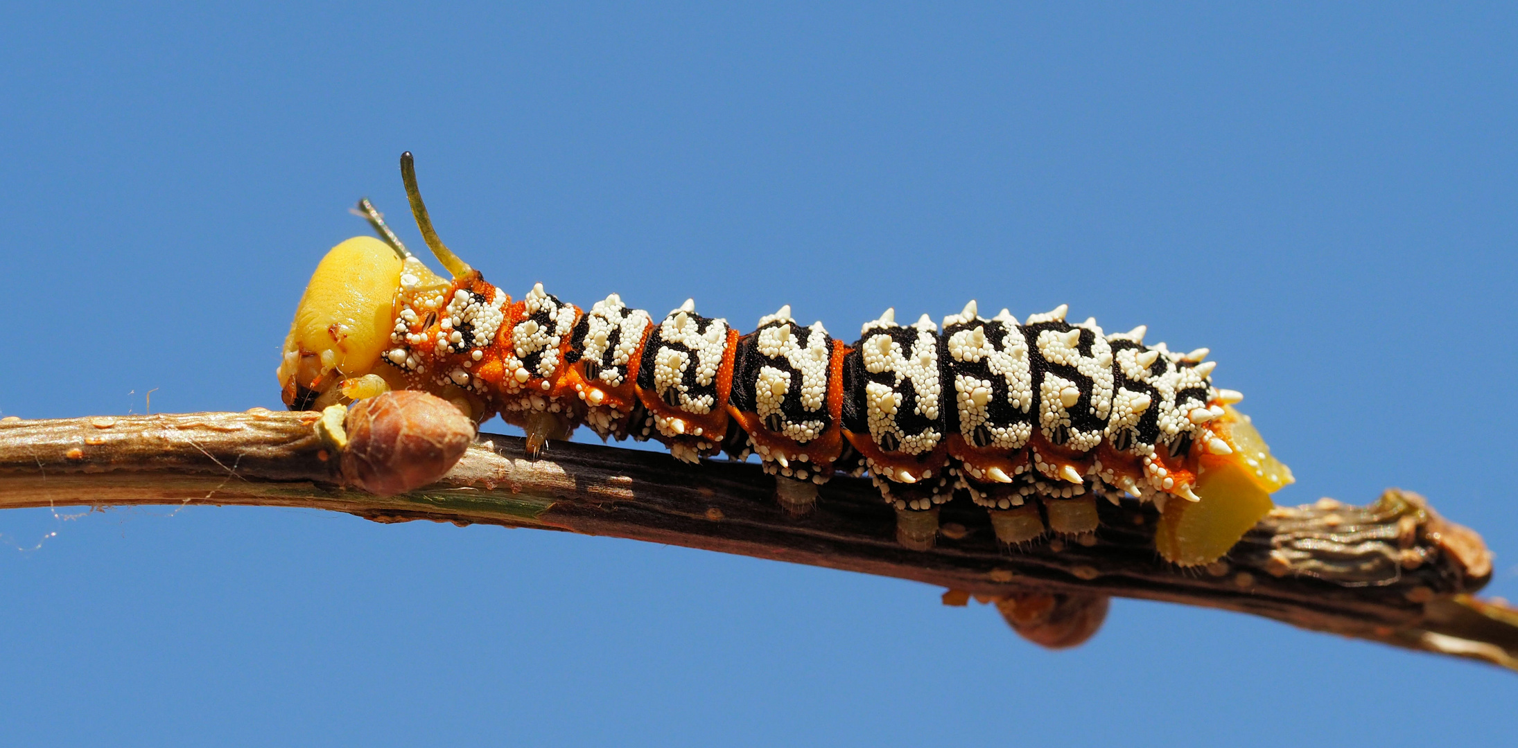 Die kleine Raupe.ist gewachsen Foto &amp; Bild makro