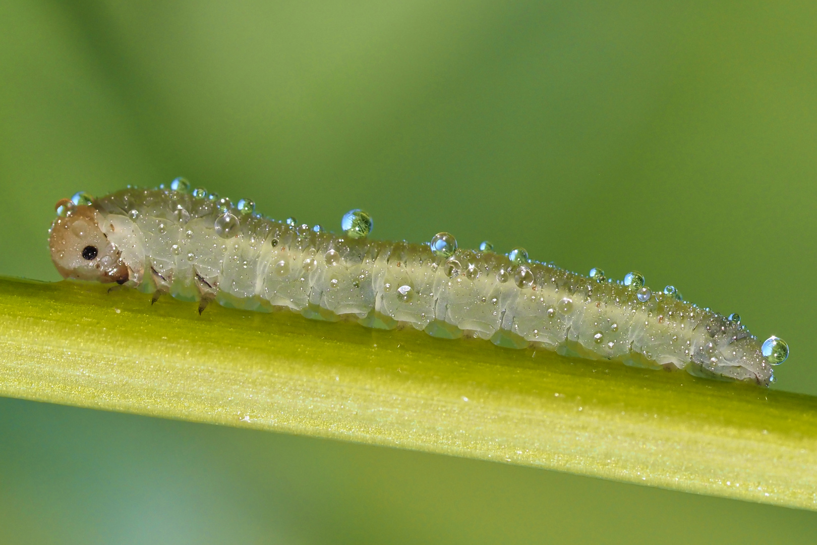 die kleine Raupe nimmersatt