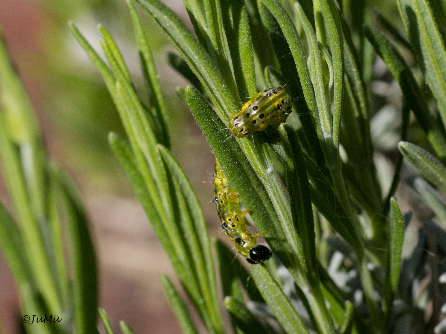 Die kleine Raupe Nimmersatt Foto & Bild | tiere, wildlife, insekten
