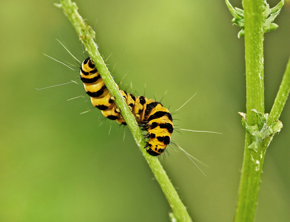 Die kleine Raupe Nimmersatt