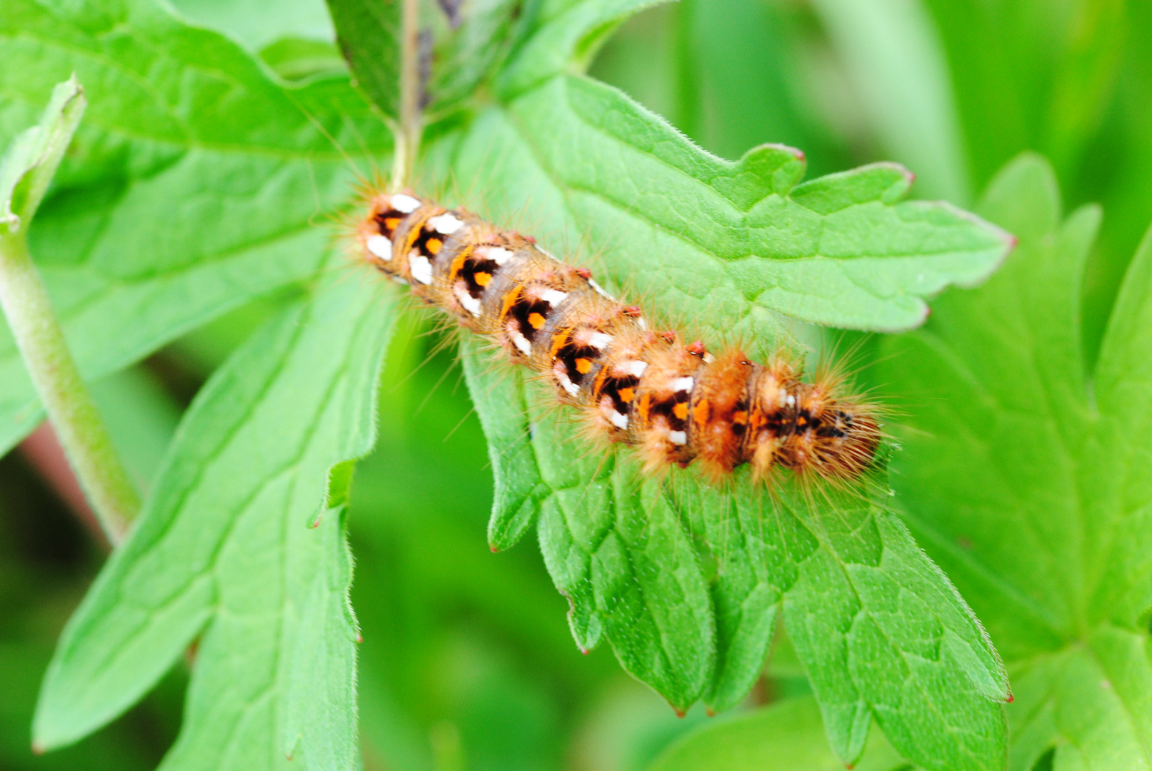 die kleine raupe nimmersatt