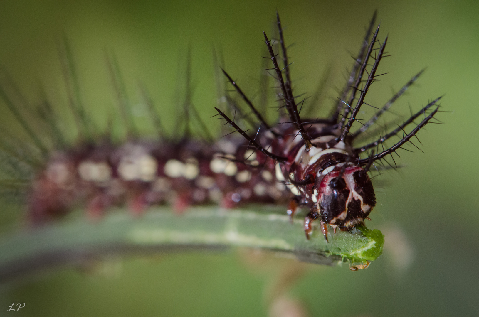 Die kleine Raupe Nimmersatt