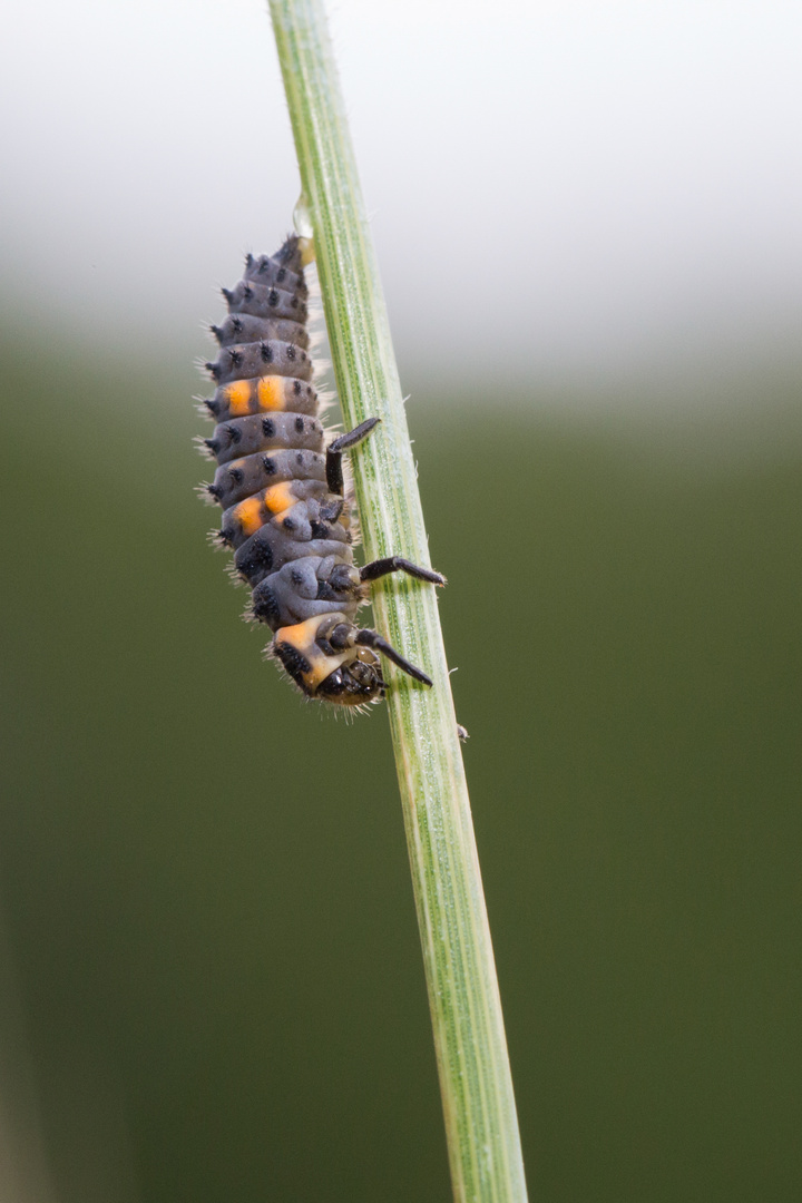 Die kleine Raupe Nimmersatt