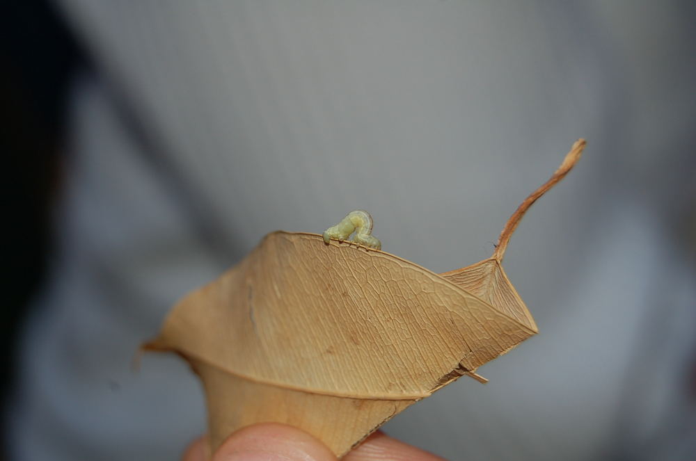 Die kleine Raupe Nimmersatt