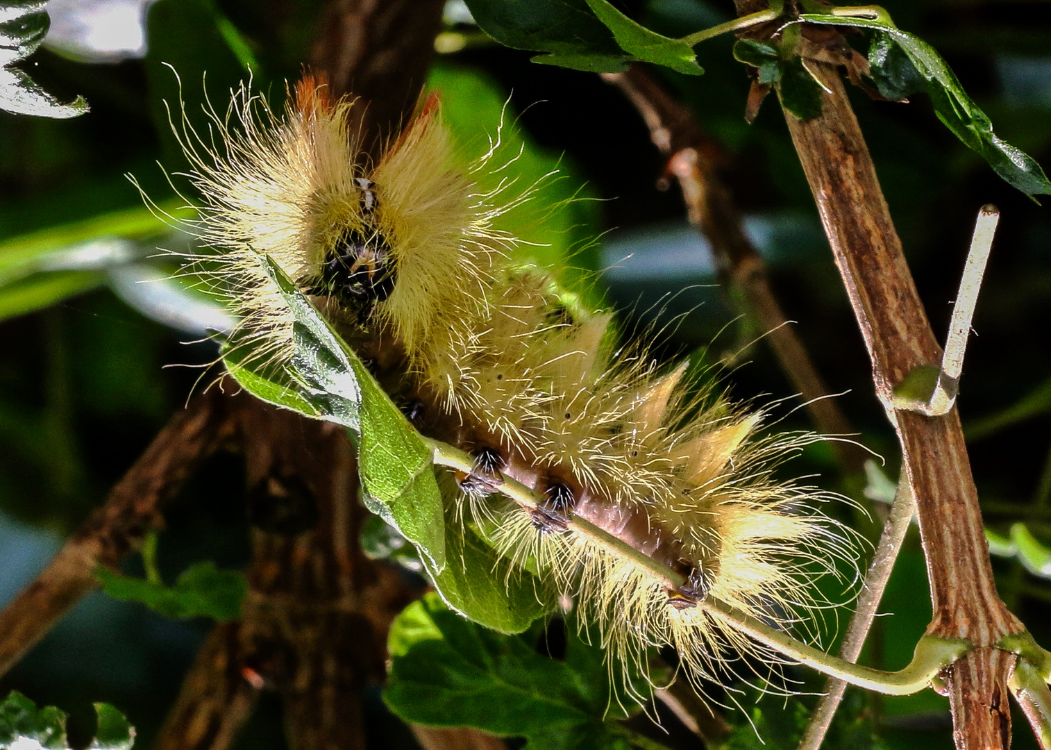 Die kleine Raupe Nimmersatt.