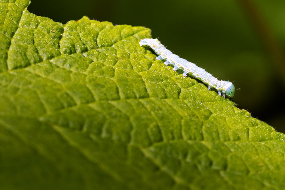 Die kleine Raupe Nimmersatt