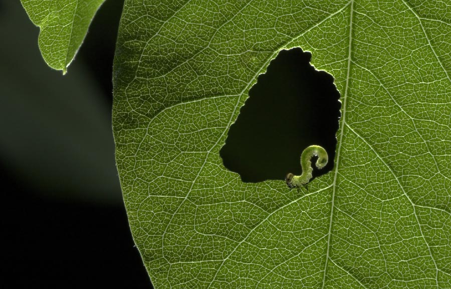 Die kleine Raupe Nimmersatt