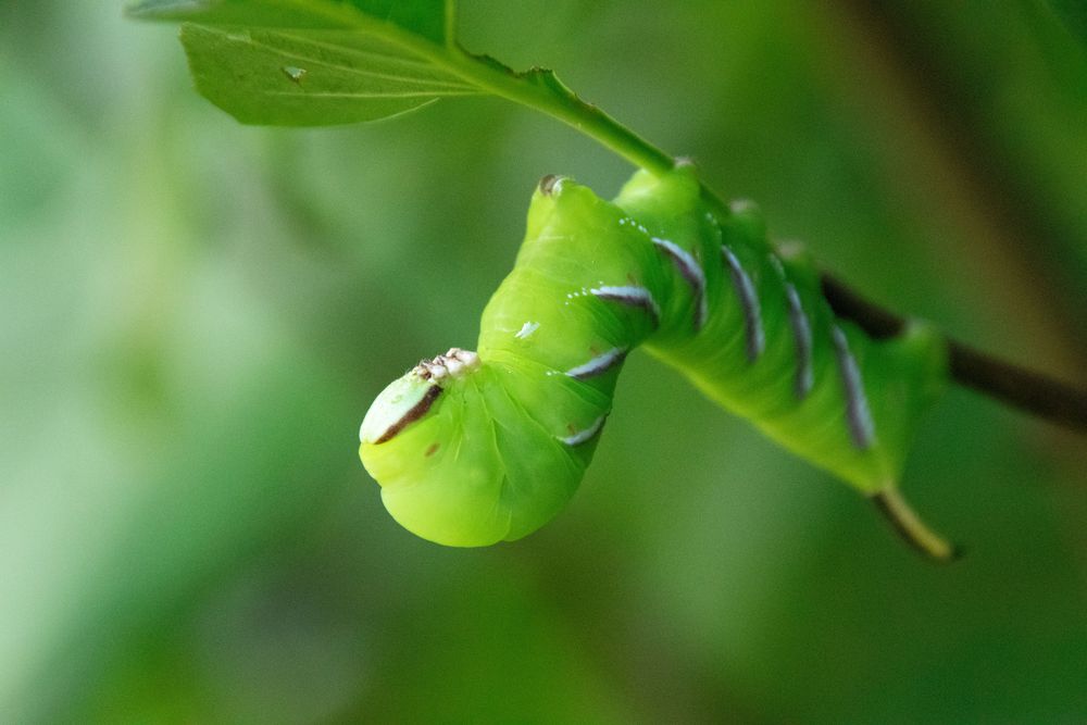 Die kleine RAUPE Nimmersatt ???? Foto & Bild | tiere, natur-kreativ