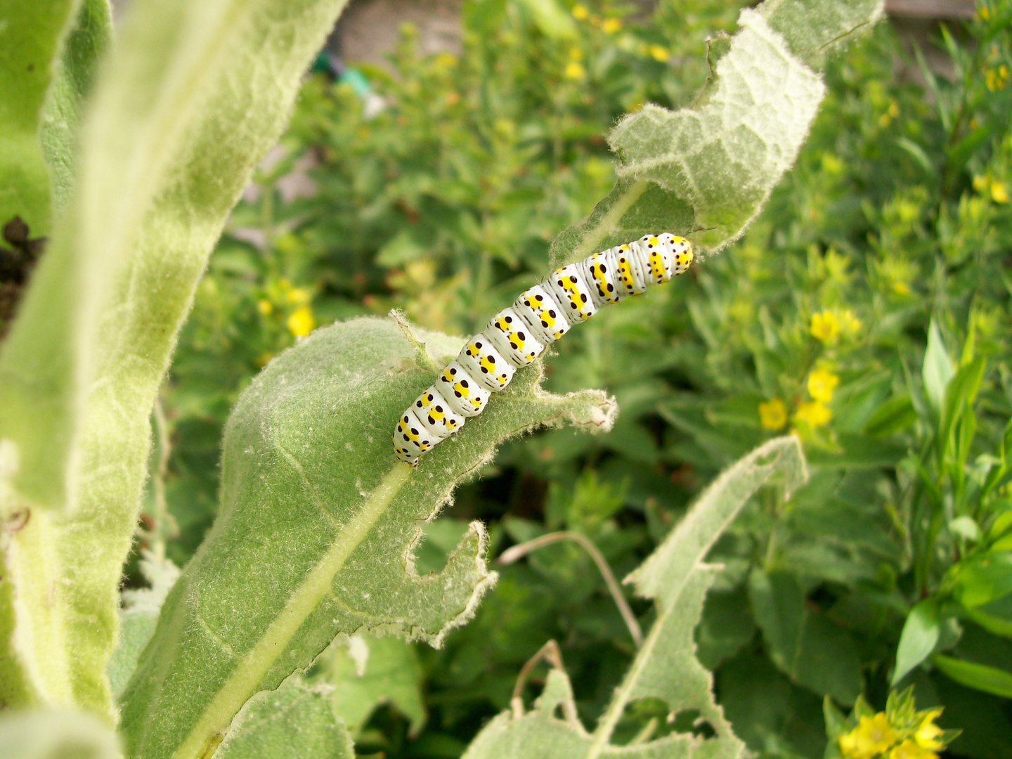 die kleine Raupe "Nimmersatt"