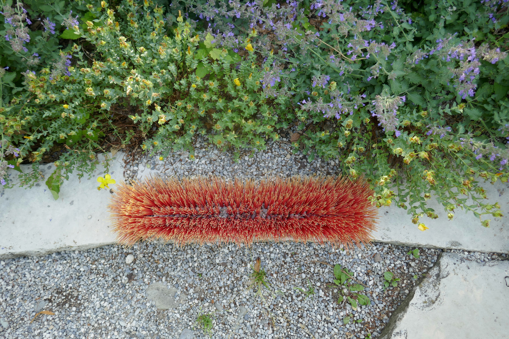 die kleine Raupe Nimmersatt auf dem Wege zur Arbeit