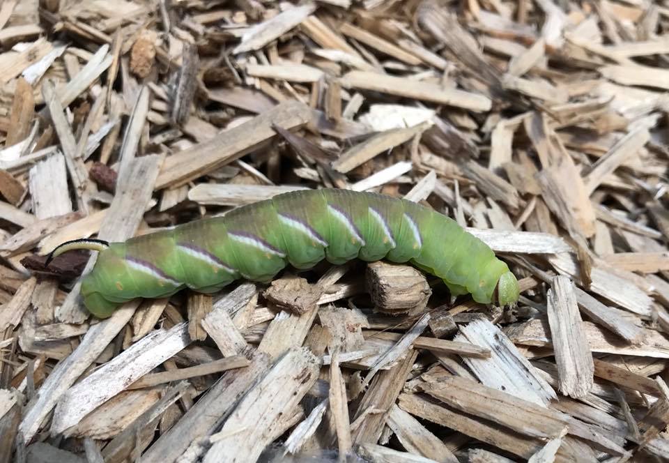 Die "kleine" Raupe Nimmersatt Foto & Bild | tiere, wildlife, insekten